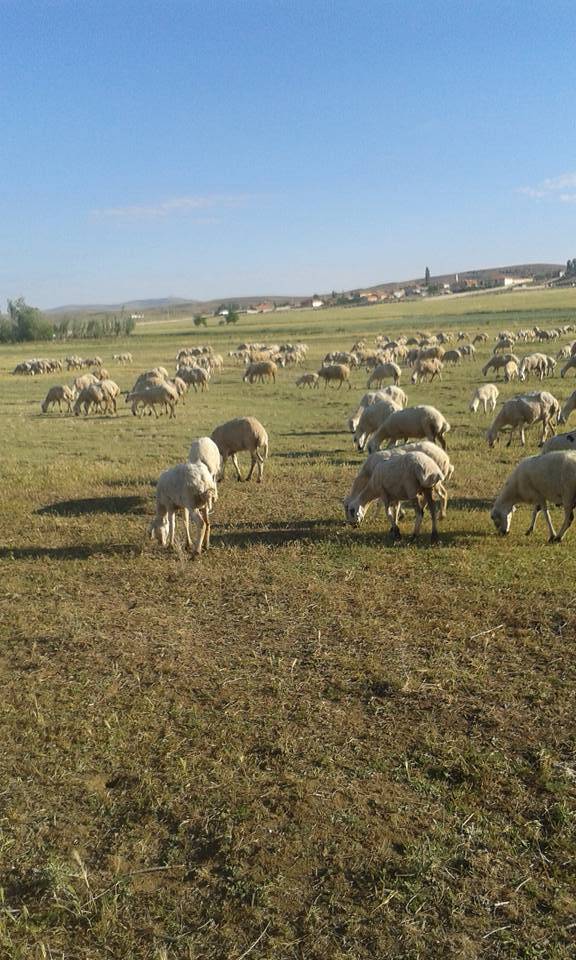 Haymana Cihanşah Köyü Resimleri 5