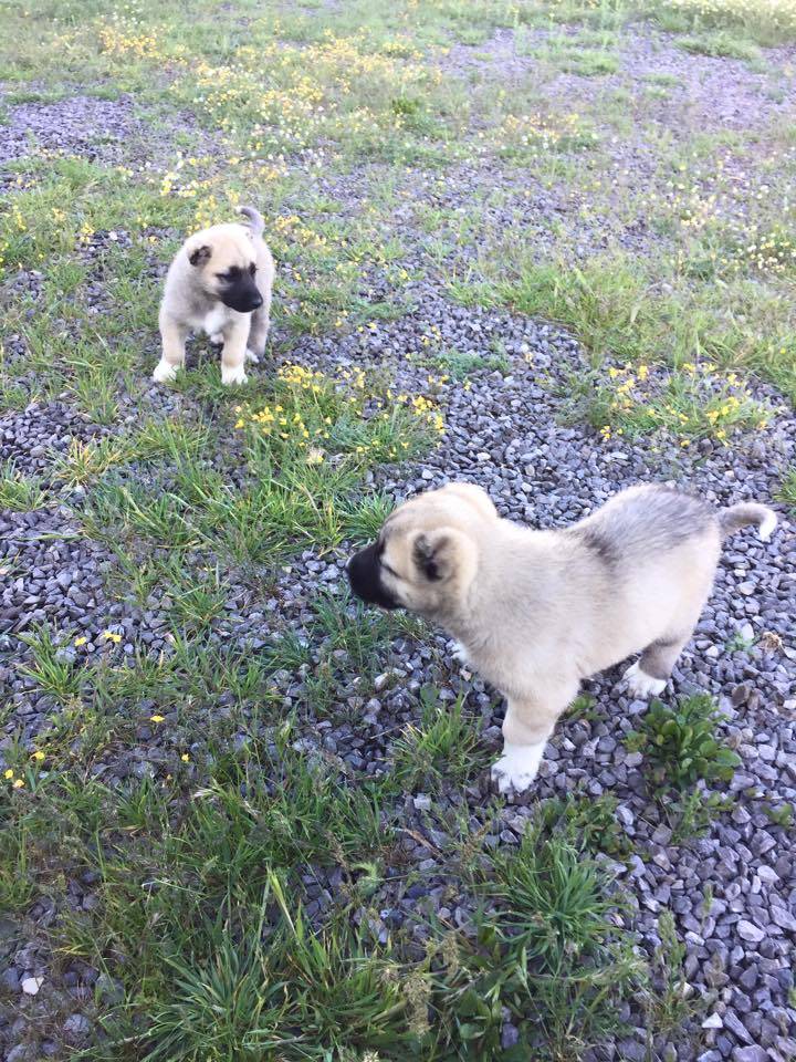 Haymana Cihanşah Köyü Resimleri 6