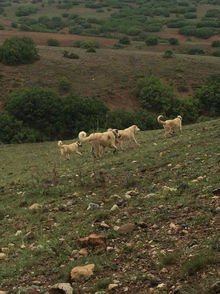 Haymana Çatak Köyü Resimleri 3