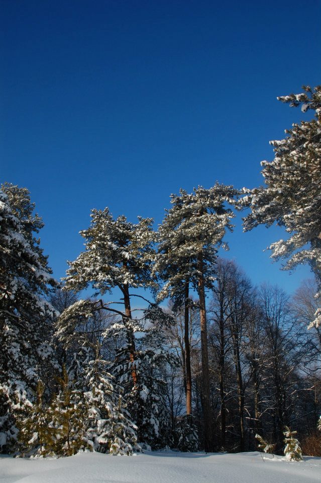 Eskipazar Karaören Köyü Resimleri 4
