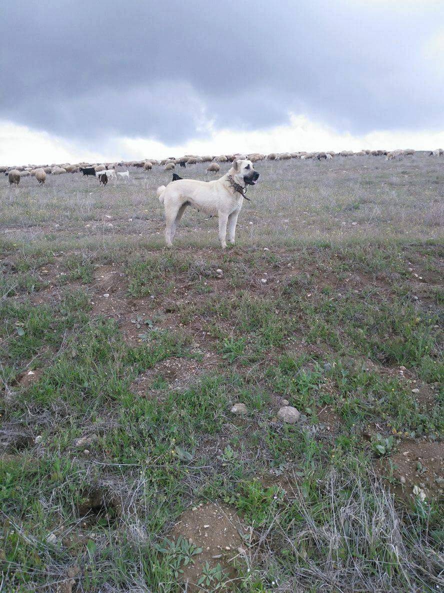 Haymana Gedik Köyü Resimleri 1