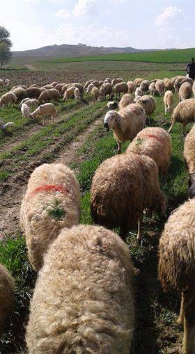 Haymana Gültepe Köyü Resimleri 1