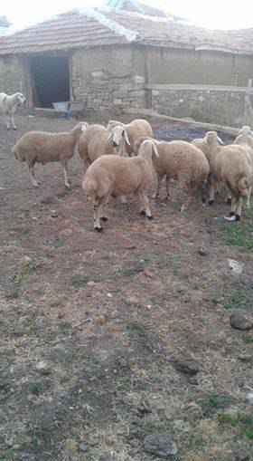 Haymana Gültepe Köyü Resimleri 2