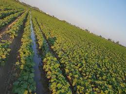 Akçakale Tatlıca Köyü Resimleri 1