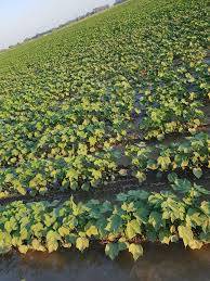 Akçakale Tatlıca Köyü Resimleri 2