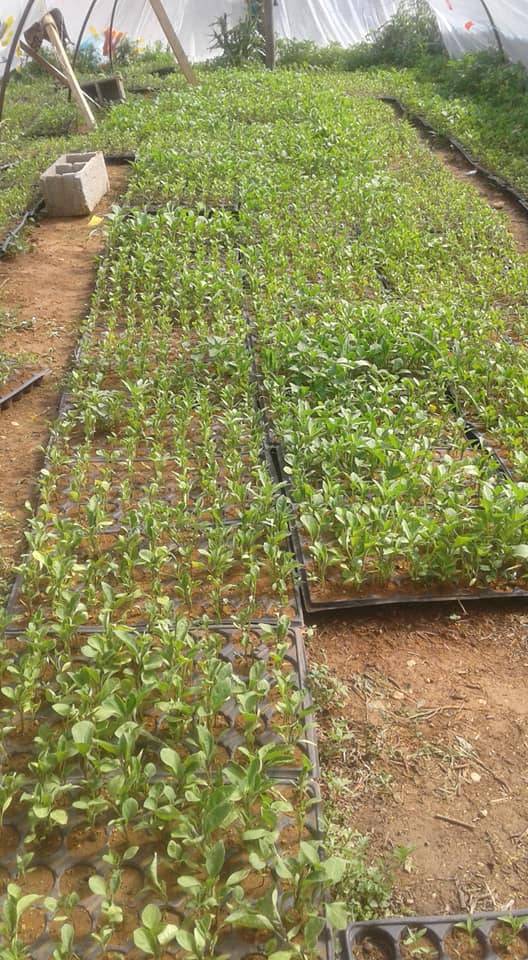 Akçakale Uğraklı Köyü Resimleri 3