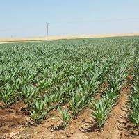 Akçakale Uğurhan Köyü 3