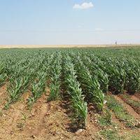 Akçakale Uğurhan Köyü 4