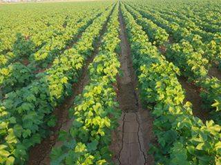 Akçakale Yazlıca Köyü 1