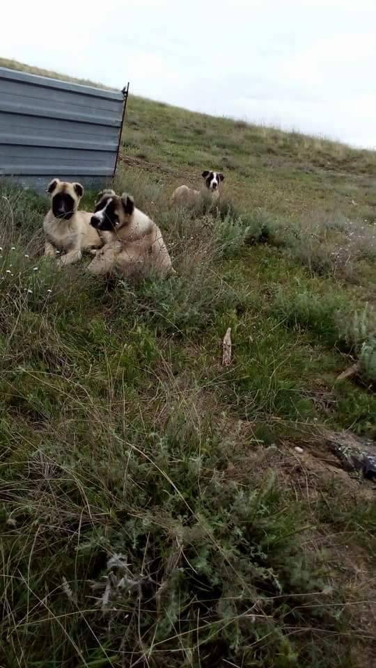 Haymana Karapınar Köyü Resimleri 1