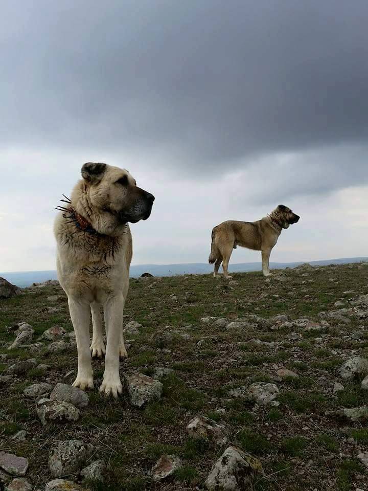 Haymana Karasüleymanlı Köyü Resimleri 3