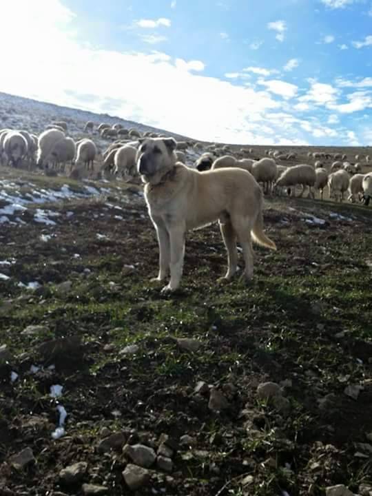 Haymana Karasüleymanlı Köyü Resimleri 4
