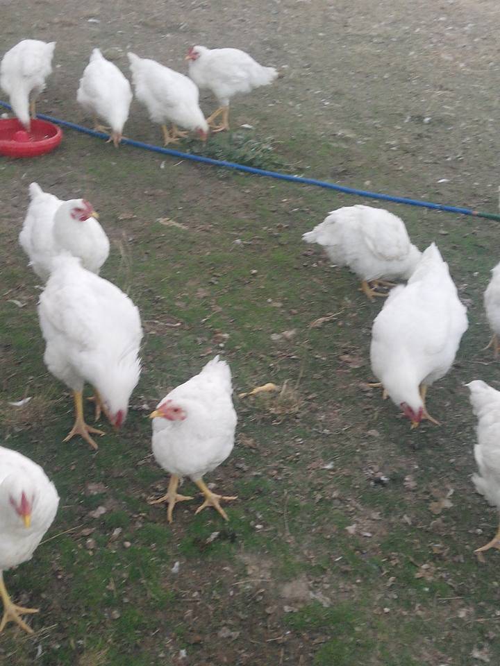 Haymana Kavakköy Köyü Resimleri 1