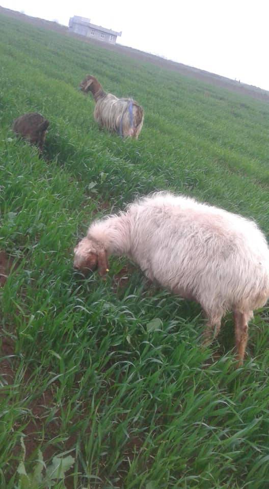 Akçakale Yukarıderen Köyü 2