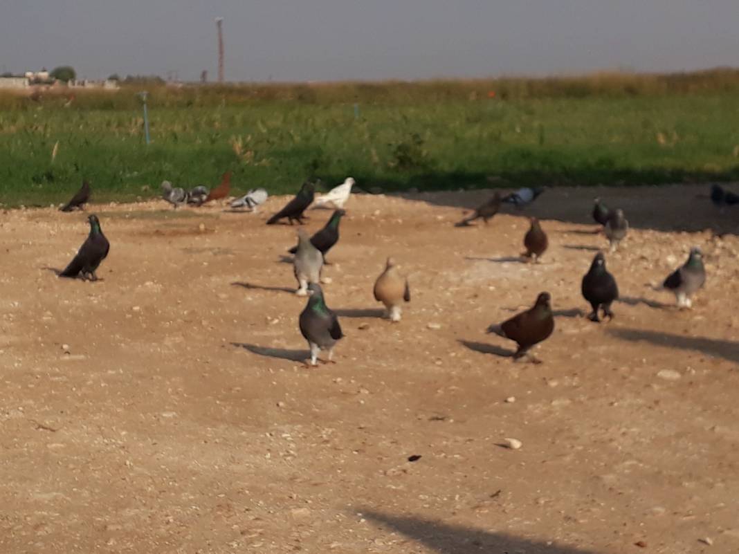 Akçakale Zenginova Köyü 2