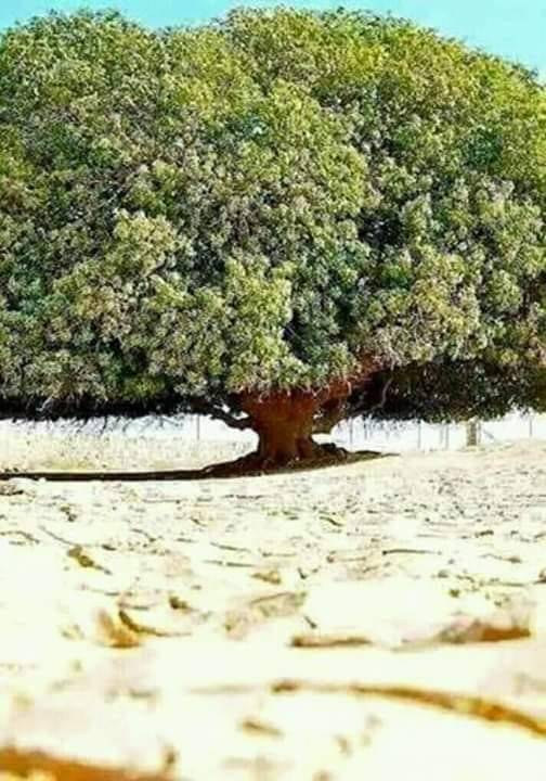 Akçakale Zenginova Köyü 3