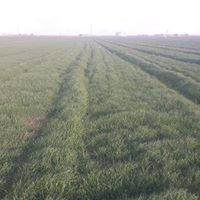 Akçakale Zorlu Köyü 1