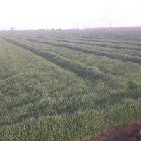 Akçakale Zorlu Köyü 4