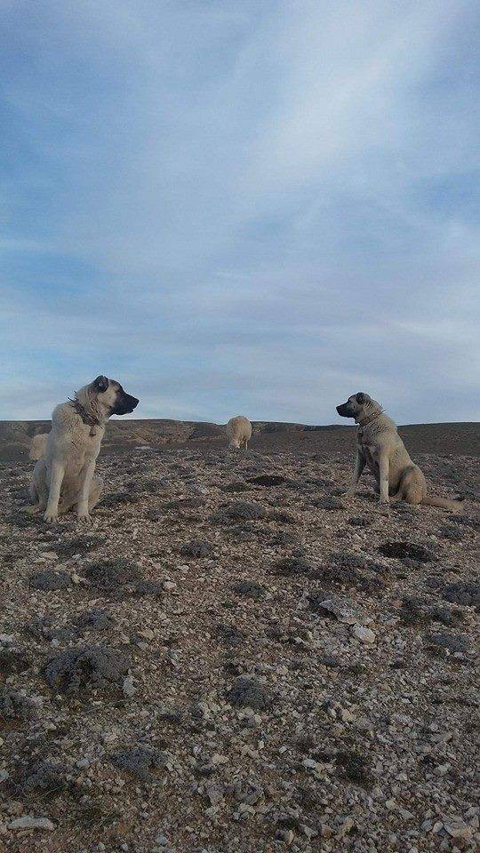 Haymana Kesikkavak Köyü Resimleri 3