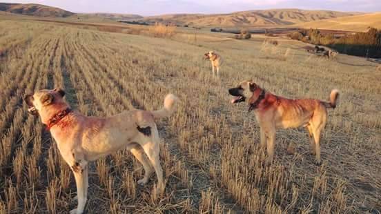 Haymana Kızılkoyunlu Köyü Resimleri 1