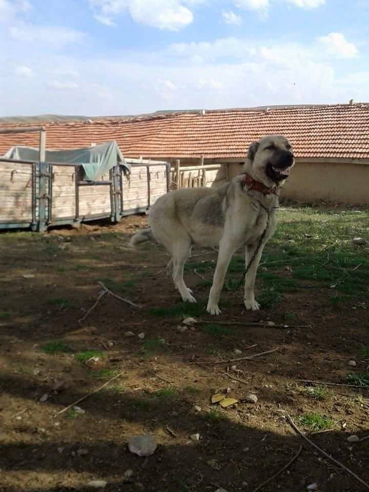 Haymana Saatli Köyü Resimleri 5