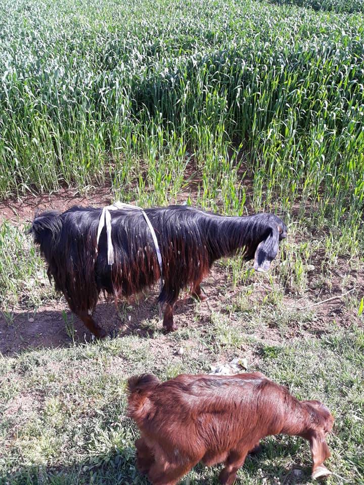 Eyyübiye Akdilek Köyü 1