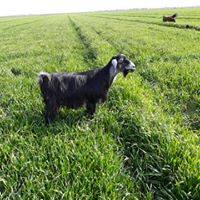 Eyyübiye Akdilek Köyü 2