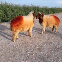 Eyyübiye Akdilek Köyü 3