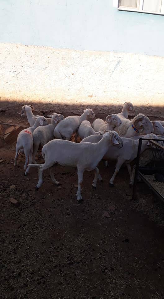 Haymana Serinyayla Köyü Resimleri 5