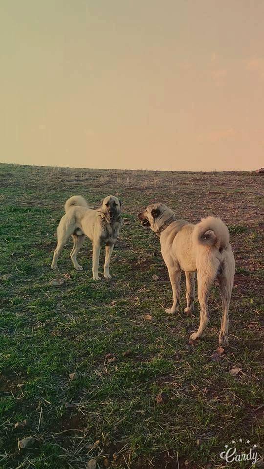 Haymana Sinanlı Köyü Resimleri 1