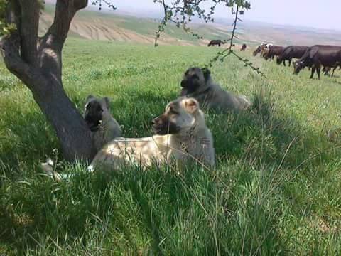 Haymana Söğüttepe Köyü Resimleri 1