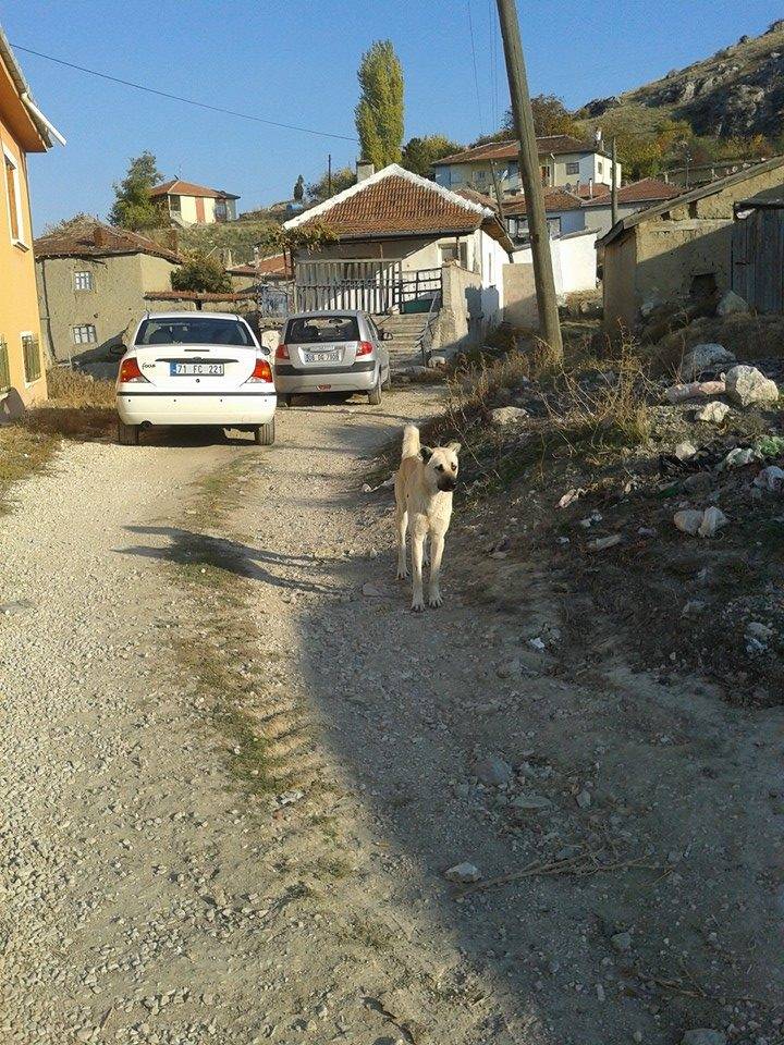 Haymana Türkşerefli Köyü Resimleri 2