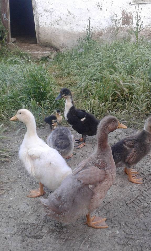 Haymana Yamak Köyü Resimleri 4