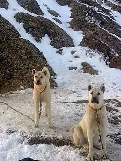Haymana Yamak Köyü Resimleri 6