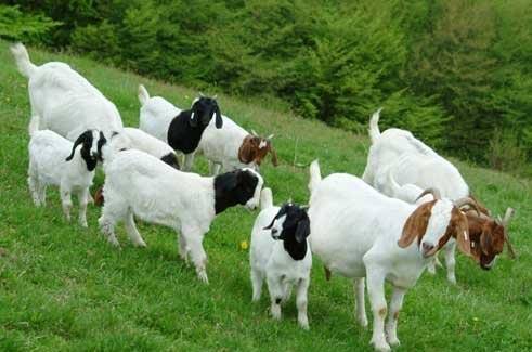 Kahramankazan Dutözü Köyü Resimleri 2