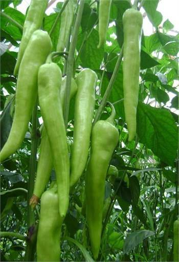 Kahramankazan Dutözü Köyü Resimleri 4