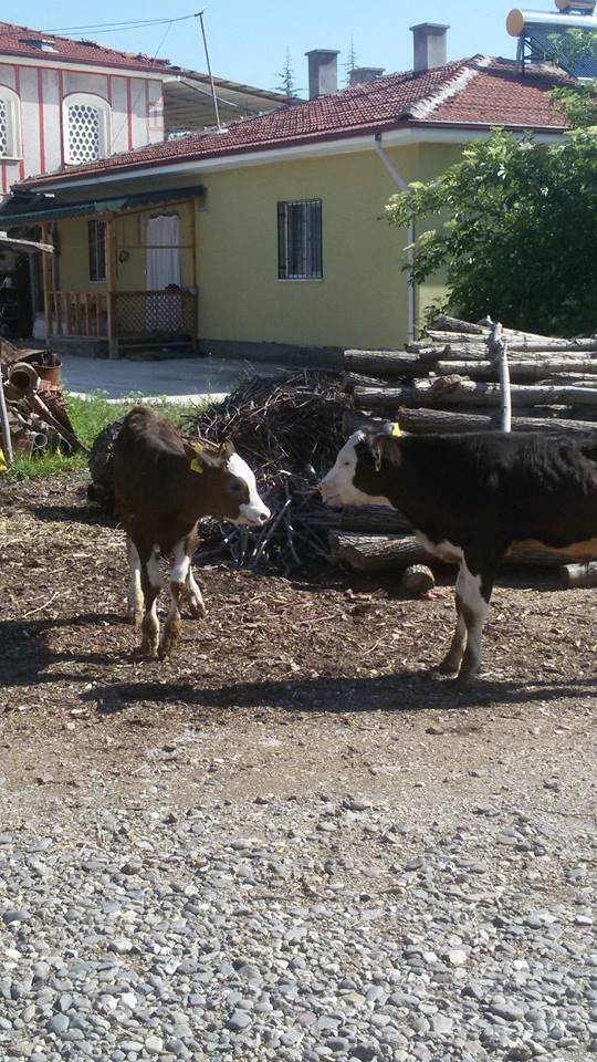 Kahramankazan Emirgazi Köyü Resimleri 2