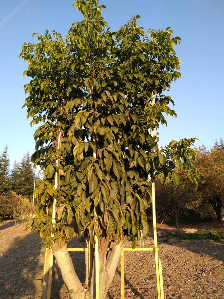 Kahramankazan Emirgazi Köyü Resimleri 4