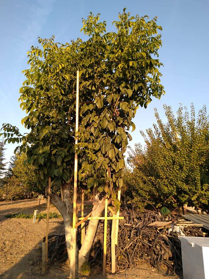 Kahramankazan Emirgazi Köyü Resimleri 5