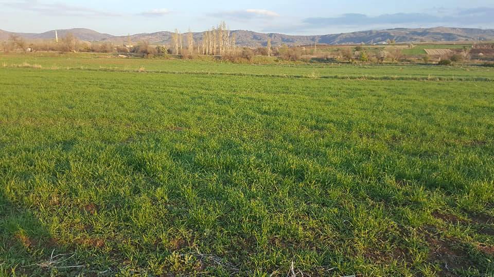 Kahramankazan Sancar Köyü Resimleri 6