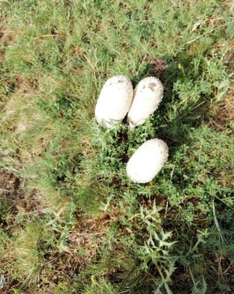 Kahramankazan Sancar Köyü Resimleri 8