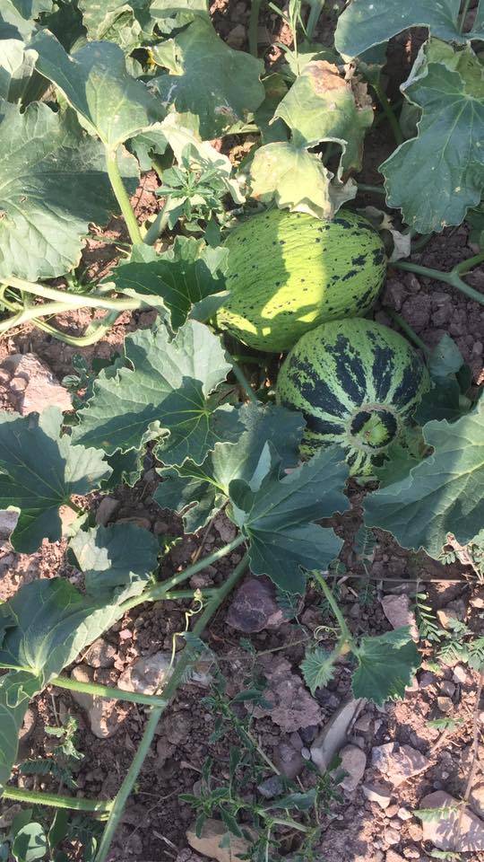 Kalecik Afşar Köyü Resimleri 6