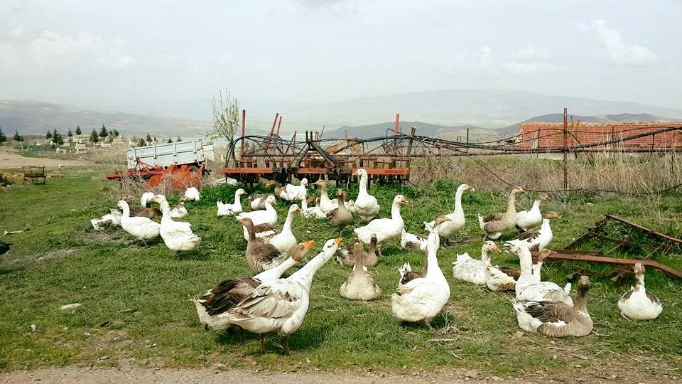 Kalecik Tavşancık Köyü Resimleri 3