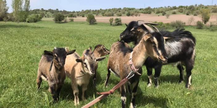 Kızılcahamam Akdoğan Köyü Resimleri