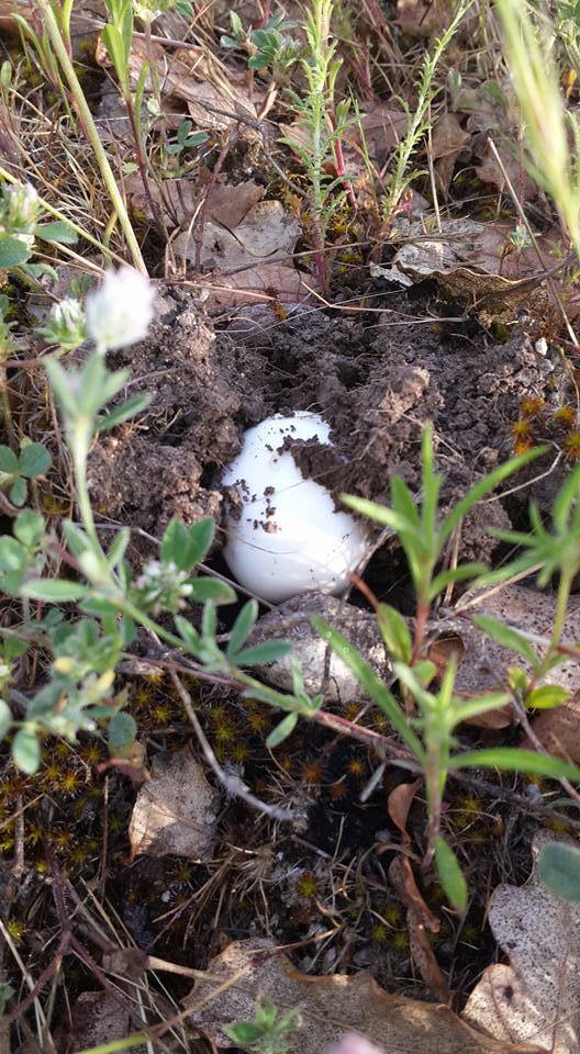 Kızılcahamam Alpagut Köyü Resimleri 4