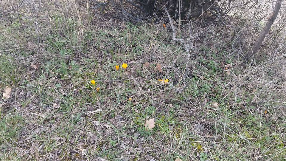 Kızılcahamam Alpagut Köyü Resimleri 5