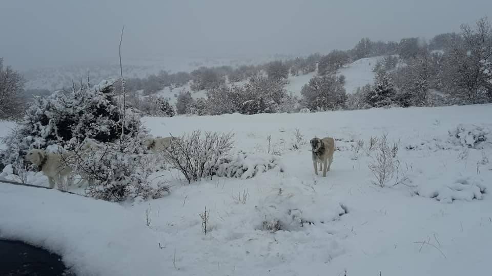 Kızılcahamam Balcılar Köyü Resimleri 5