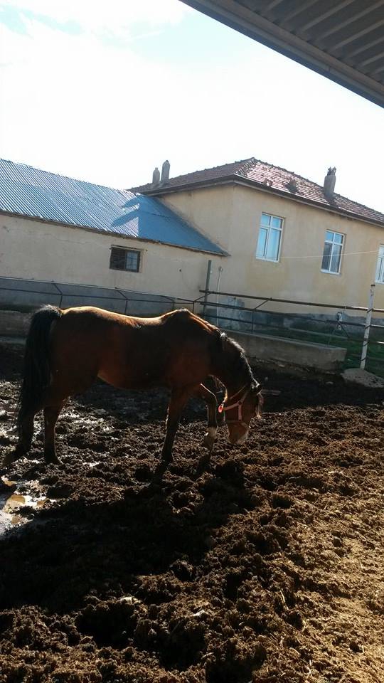 Adana Yüreğir Şahinağa Köyü Resimleri 1