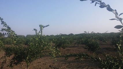 Adana Yüreğir Şahinağa Köyü Resimleri 2