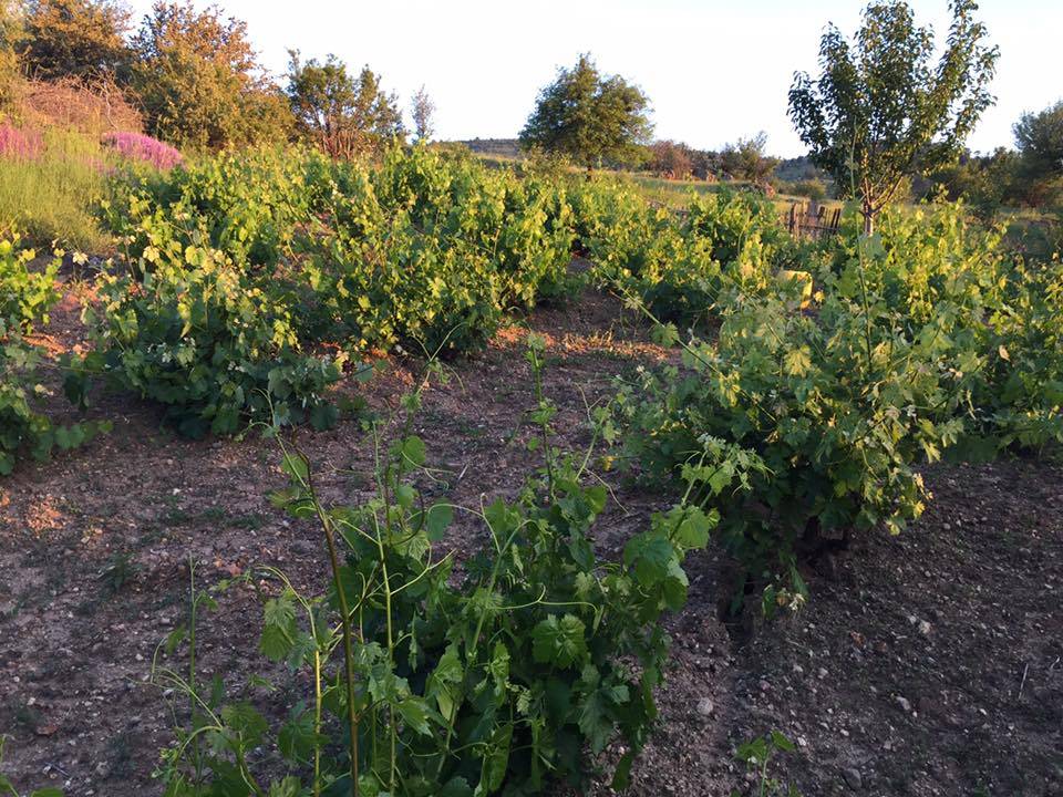 Kızılcahamam Binkoz Köyü Resimleri 9